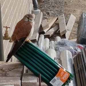 Falco cenchroides at Moss Vale, NSW - 8 Aug 2019