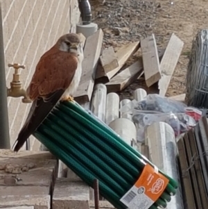 Falco cenchroides at Moss Vale, NSW - 8 Aug 2019 08:26 AM