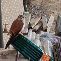 Falco cenchroides at Moss Vale, NSW - 8 Aug 2019 08:26 AM