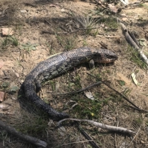 Tiliqua nigrolutea at Mount Clear, ACT - 15 Nov 2019 02:53 PM