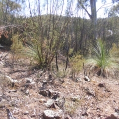 Xanthorrhoea glauca subsp. angustifolia (Grey Grass-tree) at Cotter Reserve - 17 Nov 2019 by MichaelMulvaney