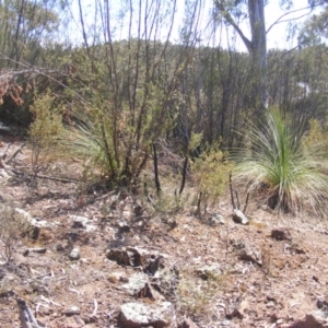 Xanthorrhoea glauca subsp. angustifolia at Uriarra Village, ACT - 18 Nov 2019