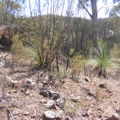 Xanthorrhoea glauca subsp. angustifolia (Grey Grass-tree) at Cotter Reserve - 17 Nov 2019 by MichaelMulvaney