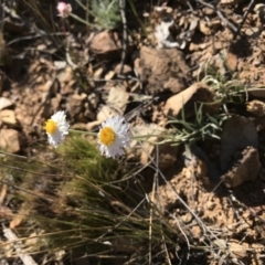 Leucochrysum albicans subsp. tricolor (Hoary Sunray) at Rendezvous Creek, ACT - 15 Nov 2019 by BrianH