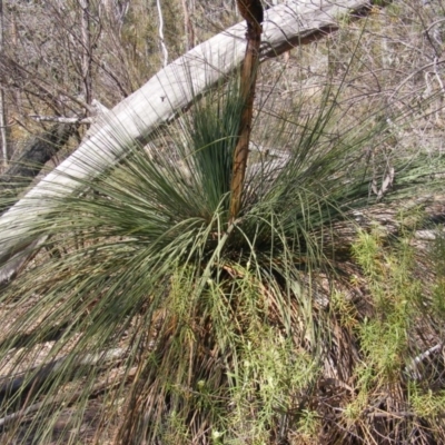 Xanthorrhoea glauca subsp. angustifolia (Grey Grass-tree) at Cotter Reserve - 17 Nov 2019 by MichaelMulvaney