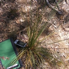 Xanthorrhoea glauca subsp. angustifolia (Grey Grass-tree) at Cotter Reserve - 17 Nov 2019 by MichaelMulvaney