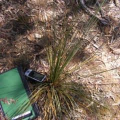 Xanthorrhoea glauca subsp. angustifolia (Grey Grass-tree) at Uriarra Village, ACT - 17 Nov 2019 by MichaelMulvaney