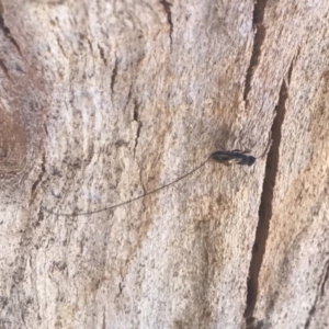 Megalyra sp. (genus) at Shannons Flat, ACT - 15 Nov 2019 02:21 PM