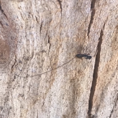 Megalyra sp. (genus) (Long-tailed wasp) at Shannons Flat, ACT - 15 Nov 2019 by BrianH
