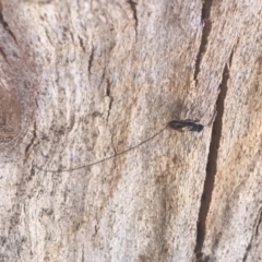 Megalyra sp. (genus) (Long-tailed wasp) at Namadgi National Park - 15 Nov 2019 by BrianH