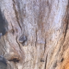 Megalyra sp. (genus) at Shannons Flat, ACT - 15 Nov 2019 02:21 PM