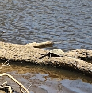 Chelodina longicollis at Majura, ACT - 18 Nov 2019