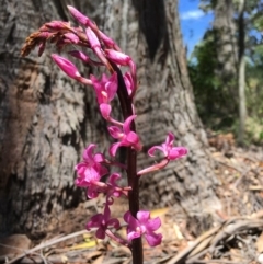 Dipodium roseum (Rosy Hyacinth Orchid) at Wingecarribee Local Government Area - 18 Nov 2019 by ESP