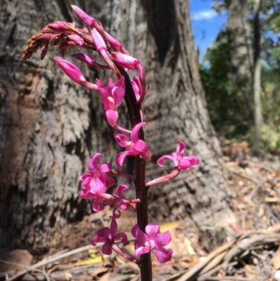 Dipodium roseum (Rosy Hyacinth Orchid) at Wingecarribee Local Government Area - 18 Nov 2019 by ESP