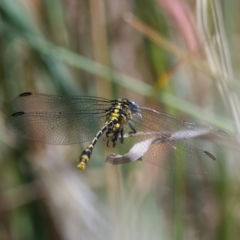 Austrogomphus australis (Inland Hunter) at Molonglo River Reserve - 18 Nov 2019 by Marthijn