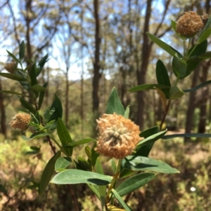 Pimelea ligustrina subsp. ligustrina at Bundanoon - 18 Nov 2019