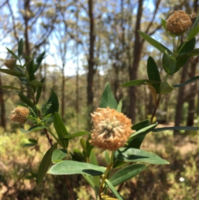 Pimelea ligustrina subsp. ligustrina (Tall Rice Flower) at Bundanoon - 18 Nov 2019 by ESP