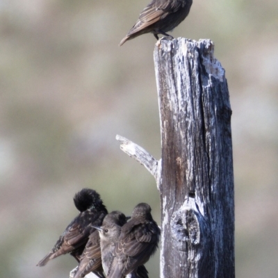 Sturnus vulgaris (Common Starling) at Molonglo River Reserve - 17 Nov 2019 by Marthijn