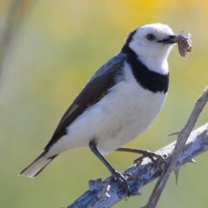 Epthianura albifrons at Molonglo River Reserve - 18 Nov 2019