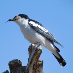 Lalage tricolor (White-winged Triller) at Molonglo River Reserve - 17 Nov 2019 by Marthijn