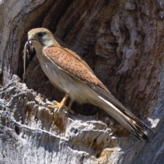 Falco cenchroides (Nankeen Kestrel) at Whitlam, ACT - 18 Nov 2019 by Marthijn