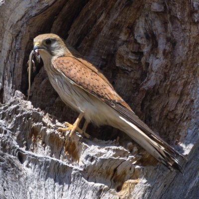 Falco cenchroides (Nankeen Kestrel) at Molonglo River Reserve - 17 Nov 2019 by Marthijn