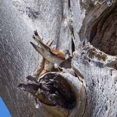 Falco cenchroides at Whitlam, ACT - 18 Nov 2019 10:52 AM