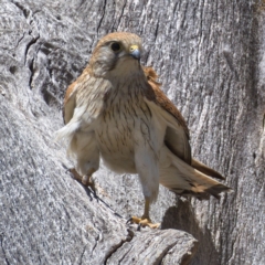 Falco cenchroides at Whitlam, ACT - 18 Nov 2019