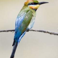 Merops ornatus (Rainbow Bee-eater) at Denman Prospect, ACT - 17 Nov 2019 by Marthijn