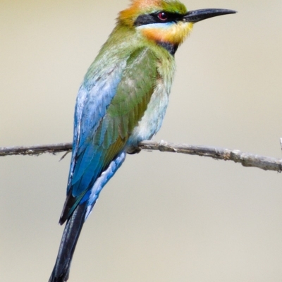 Merops ornatus (Rainbow Bee-eater) at Molonglo River Reserve - 17 Nov 2019 by Marthijn