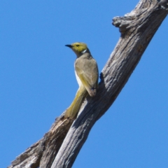 Ptilotula penicillata (White-plumed Honeyeater) at Molonglo Valley, ACT - 18 Nov 2019 by Marthijn
