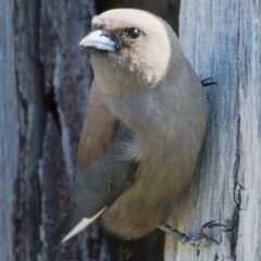 Artamus cyanopterus cyanopterus (Dusky Woodswallow) at Molonglo Valley, ACT - 17 Nov 2019 by Marthijn