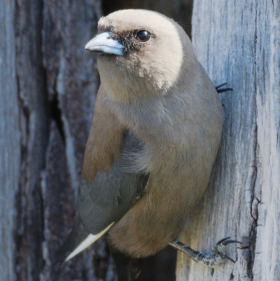 Artamus cyanopterus cyanopterus (Dusky Woodswallow) at Molonglo River Reserve - 17 Nov 2019 by Marthijn