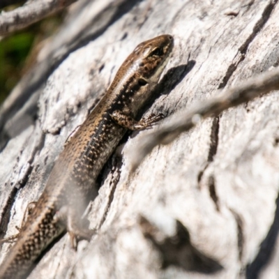 Eulamprus tympanum (Southern Water Skink) at Tennent, ACT - 16 Nov 2019 by SWishart