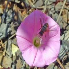 Villa sp. (genus) (Unidentified Villa bee fly) at Reid, ACT - 13 Nov 2019 by JanetRussell