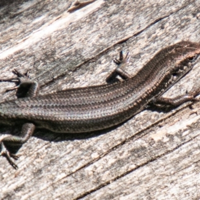 Pseudemoia entrecasteauxii (Woodland Tussock-skink) at Tennent, ACT - 15 Nov 2019 by SWishart