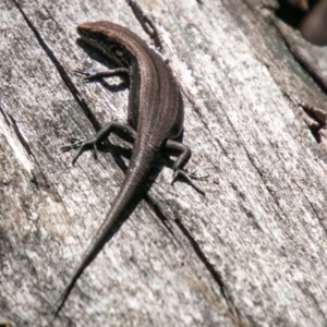 Pseudemoia entrecasteauxii at Tennent, ACT - 16 Nov 2019