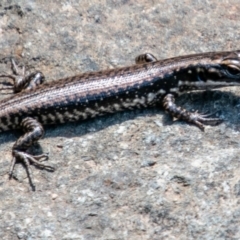 Eulamprus heatwolei (Yellow-bellied Water Skink) at Namadgi National Park - 16 Nov 2019 by SWishart