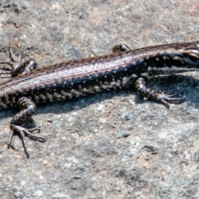 Eulamprus heatwolei (Yellow-bellied Water Skink) at Tennent, ACT - 16 Nov 2019 by SWishart