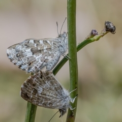 Theclinesthes serpentata (Saltbush Blue) at QPRC LGA - 17 Nov 2019 by WHall