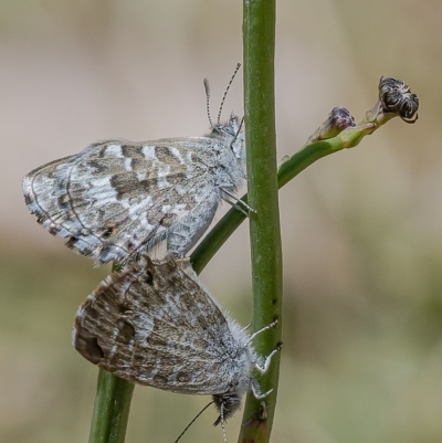 Theclinesthes serpentata (Saltbush Blue) at Googong, NSW - 17 Nov 2019 by WHall