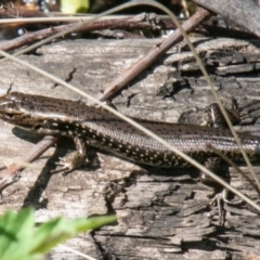 Eulamprus tympanum (Southern Water Skink) at Namadgi National Park - 16 Nov 2019 by SWishart