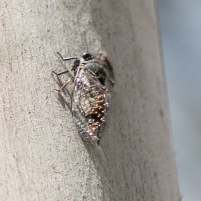 Atrapsalta furcilla (Southern Mountain Squeaker) at Namadgi National Park - 16 Nov 2019 by SWishart