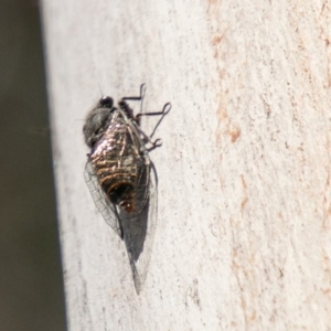 Atrapsalta furcilla at Tennent, ACT - 16 Nov 2019 03:05 PM