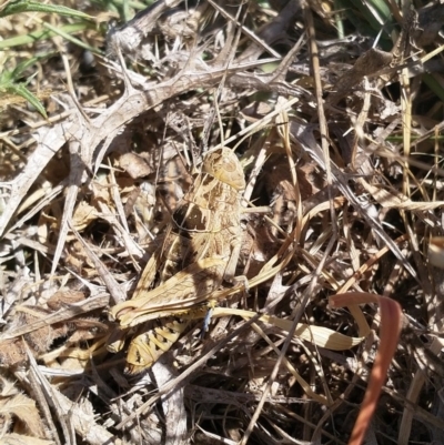 Perunga ochracea (Perunga grasshopper, Cross-dressing Grasshopper) at Dunlop, ACT - 15 Nov 2019 by EmmaCook