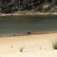 Haematopus longirostris (Australian Pied Oystercatcher) at Narooma, NSW - 17 Nov 2019 by nickhopkins