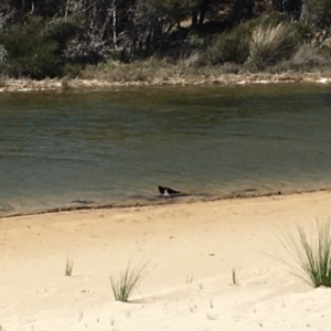 Haematopus longirostris at Narooma, NSW - suppressed