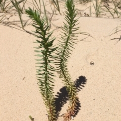 Euphorbia paralias (Sea Spurge ) at Narooma, NSW - 18 Nov 2019 by nickhopkins