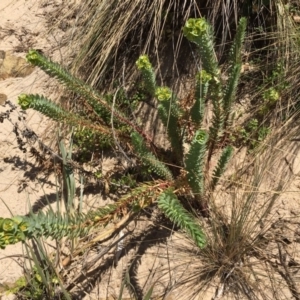 Euphorbia paralias at Narooma, NSW - 18 Nov 2019