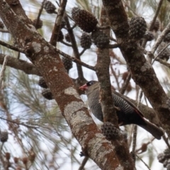 Stagonopleura bella (Beautiful Firetail) at Fitzroy Falls - 17 Nov 2019 by Boobook38